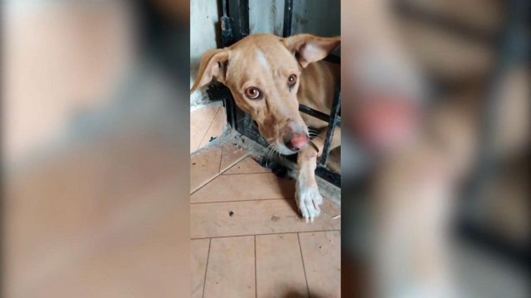 Cane bloccato tra le sbarre viene liberato, la sua reazione è commovente