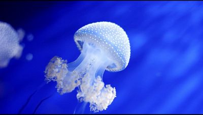 Punture di meduse, cosa fare e cosa no