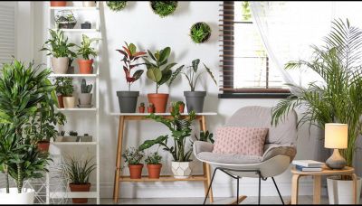 Quante piante servono per purificare casa?