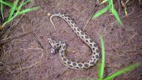 L'incontro è da brividi: scoperta vipera a due teste