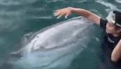 Questo ragazzo se l'è vista brutta con lo squalo balena: il video