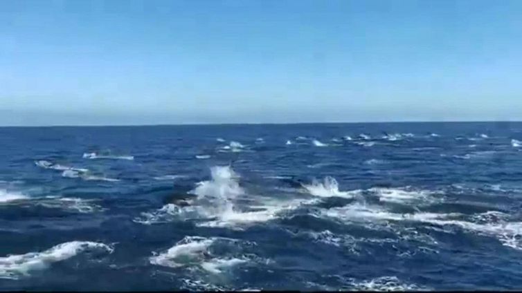 Il bellissimo ed emozionante gioco d'acqua di 300 delfini