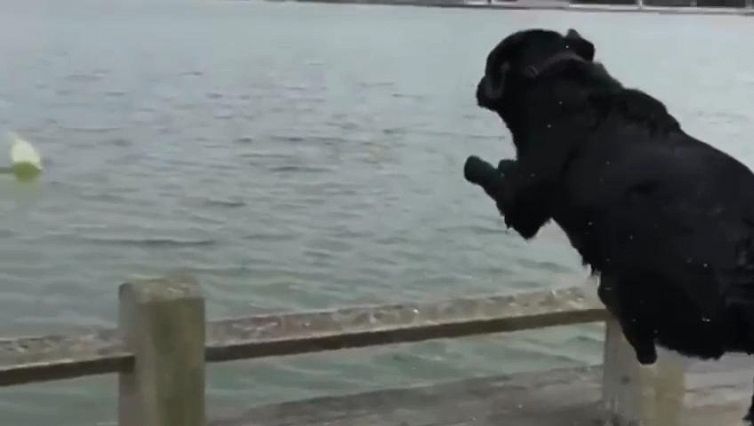Il cagnolone prende male le misure: il tuffo è un fail totale