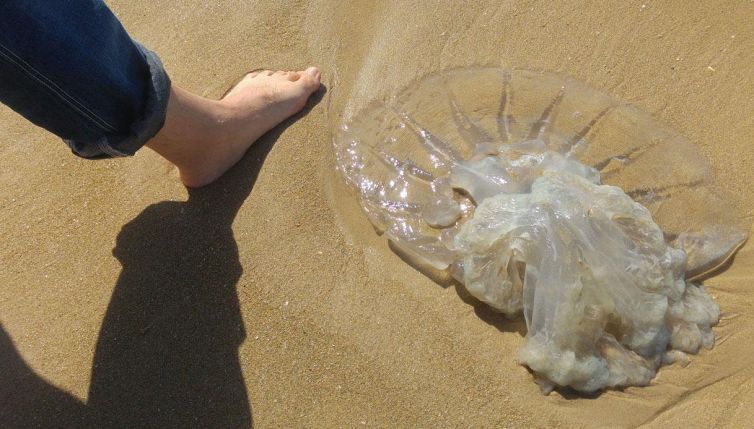 Medusa, cosa usare per sollievo immediato