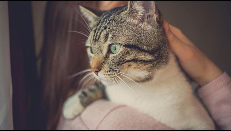 Quanto costa mantenere un gatto