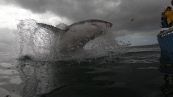Paura in barca: lo squalo balza fuori dall'acqua