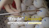 “Frode” Coccodì: indagine su 3 milioni di uova irregolari
