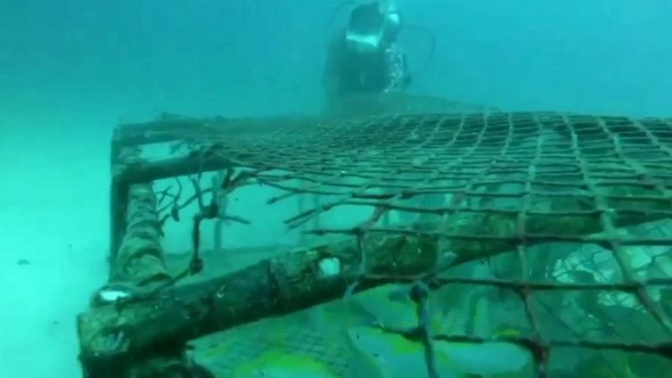 Liberate dozzine di pesci a rischio estinzione: erano stati catturati illegalmente