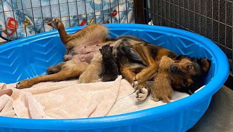 Cane adotta tre gatti: la storia incredibile di Georgia