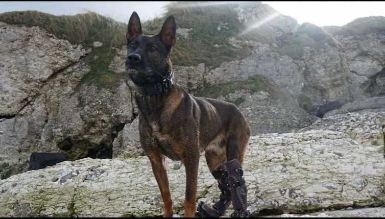 Kuno, il cane che ha salvato i soldati in Afghanistan