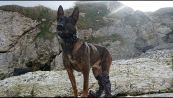 Kuno, il cane che ha salvato i soldati in Afghanistan