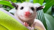 Un opossum come animale domestico: la storia di Sesame