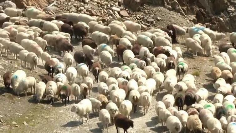 Val Senales, la tradizione della transumanza si ripete puntuale in Alto Adige