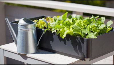 Orto sul balcone, a settembre coltivalo così