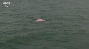 Hong Kong, avvistato raro esemplare di delfino rosa
