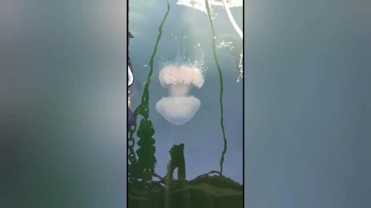 Cagliari, maxi medusa avvistata nelle acque della Sardegna