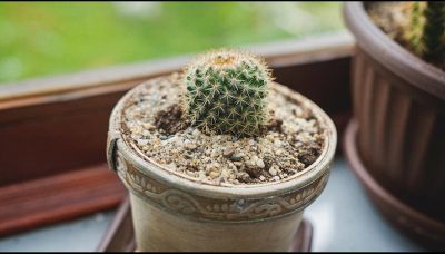 Come curare le piante grasse