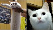 Addio a Nobiko, il “gatto lungo” star del web