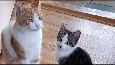 Gatto domestico adotta amico randagio