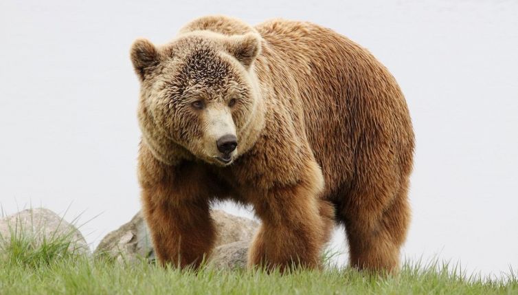 Un orso per amico: è la storia di Fausto e Bruno