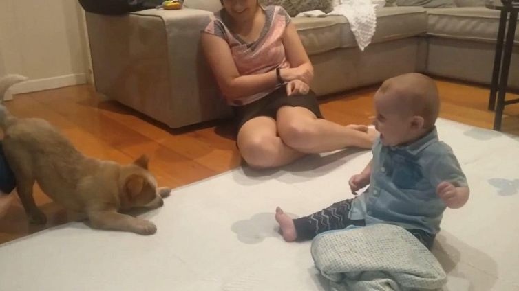 Bimbo incontra il cucciolo ed esplode di gioia