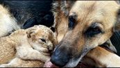 Pastore tedesco adotta due cuccioli di leone abbandonati