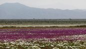 Il deserto di Atacama coperto di fiori: non succedeva da tre anni