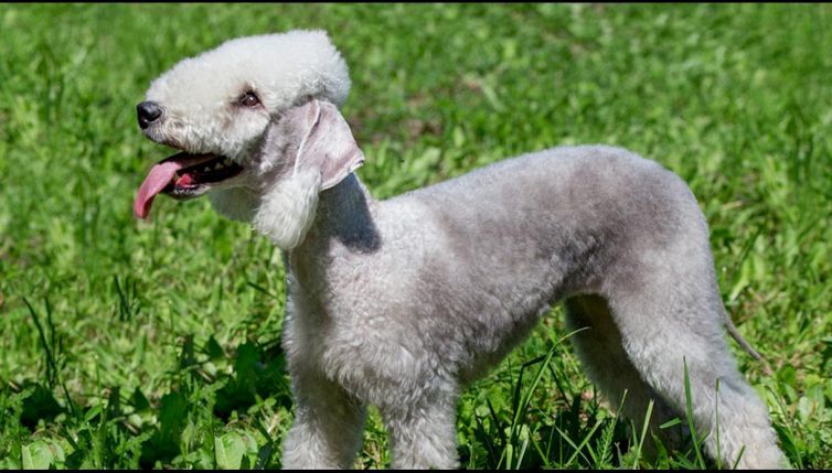 Il cane “pecorella” perfetto chi è allergico