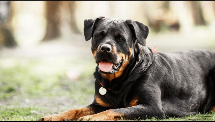 Comprato online e rifiutato per le zampe a paperotto: la storia di Milo