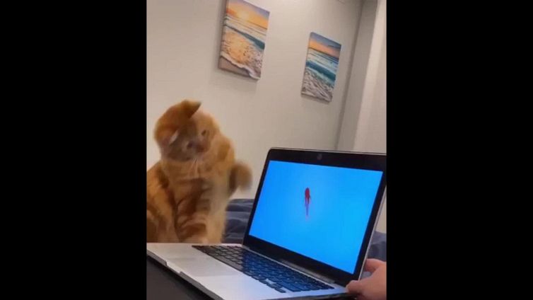 Caccia al 'finto' pesce: il gatto combina un disastro