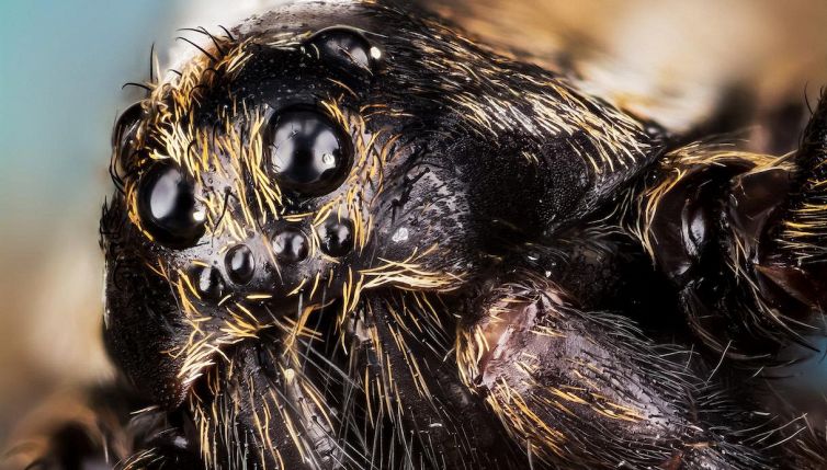 Un ragno diventa virale sul web (perché simile ad Aragog)