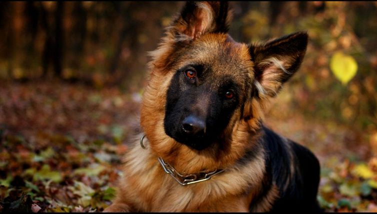Nonno in ospedale, il cane lo aspetta triste dietro la porta di casa