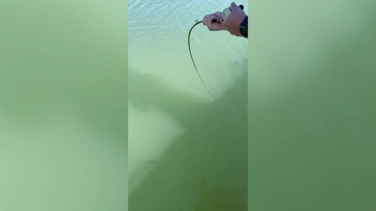 Pescatore si imbatte in coccodrillo gigante durante una tranquilla uscita con la famiglia