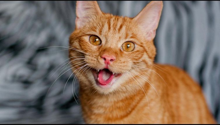 Gatto fa 2000 km per la casa dei sogni