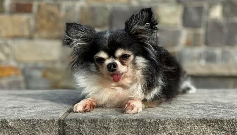 MacKenzie: il piccolo cane eroe che ha sbaragliato la concorrenza