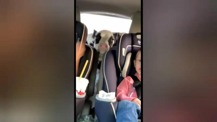 Dal sedile posteriore spunta un tenero cucciolo di vitellino