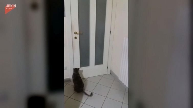 Quando si dice l'amicizia: quello che fa questo gatto è incredibile