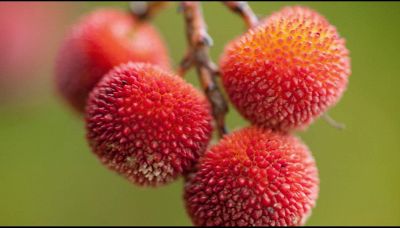 Corbezzolo, tutte le proprietà dell’arbusto autunnale