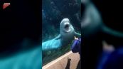 Lo scherzo (con sfottò) del beluga è tutto da ridere