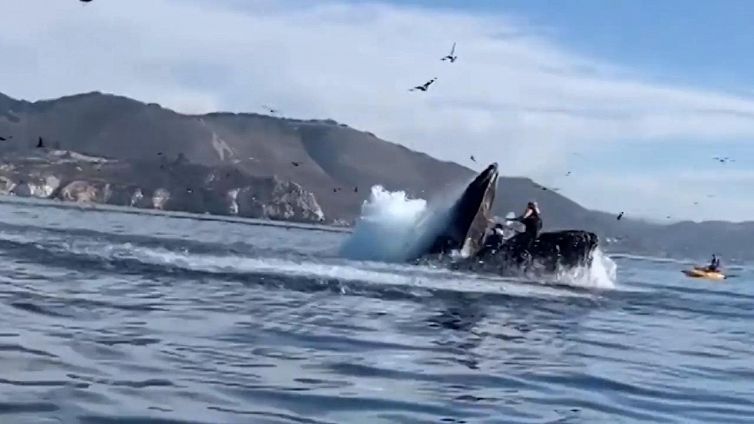 Paura in acqua: la balena 'mangia' i canoisti