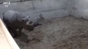 Inghilterra, raro rinoceronte nato allo zoo di Chester