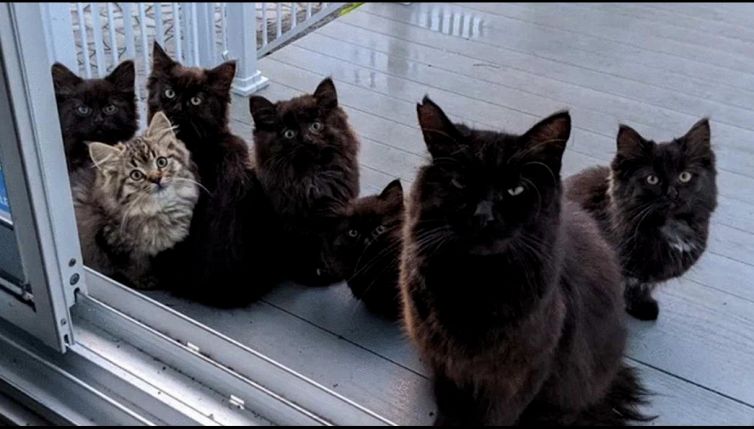 Gatta randagia ringrazia così chi l'ha sfamata