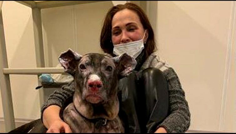 Matilda, cane si getta tra le fiamme per salvare 4 anziani