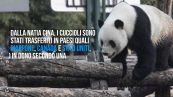 Xinxing, è morto a 38 anni il panda gigante più vecchio al mondo