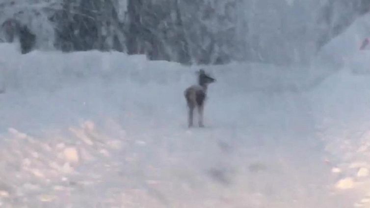 Incredibile nevicata sulle Dolomiti bellunesi, poi spunta un cervo