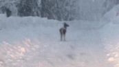 Incredibile nevicata sulle Dolomiti bellunesi, poi spunta un cervo