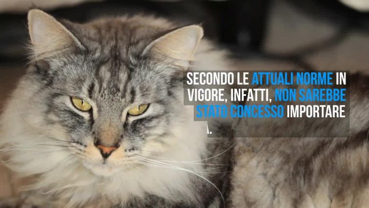 Kesha è l’unico gatto delle isole Svalbard in Norvegia