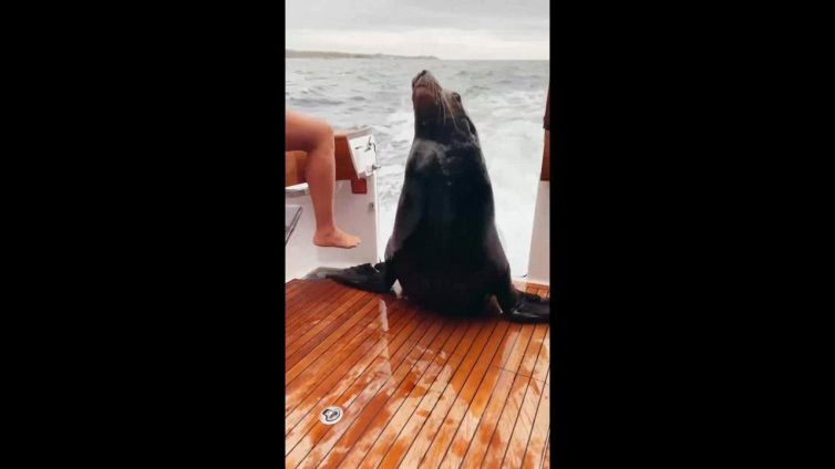 Benvenuto a bordo: il leone marino è una sagoma!