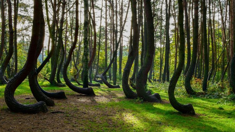 Crooked Forest, cosa nasconde la foresta dagli alberi ricurvi