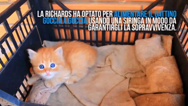 La storia di Leo, il gatto che resterà per sempre un cucciolo